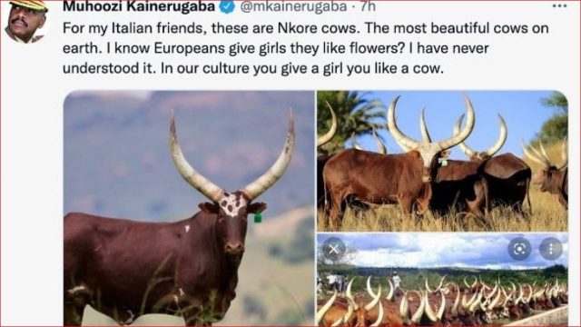Djali i Presidentit të Ugandës i ofron 100 lopë Giorgia Melonit: Një dhuratë e tillë, në kulturën tonë