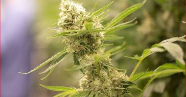 Çmontohet banda shqiptare e trafikut të drogës në Berlin, 5 në pranga. Lënda narkotike me vlerë 1 mln dollarë