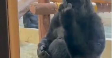 VIDEO/ Gjesti i “turpshëm” i majmunit ndaj dy vajzave të vogla po bën xhiron e rrjetit