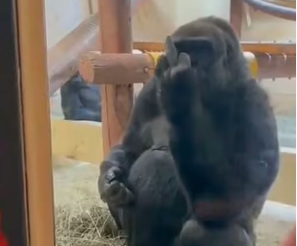 VIDEO/ Gjesti i “turpshëm” i majmunit ndaj dy vajzave të vogla po bën xhiron e rrjetit
