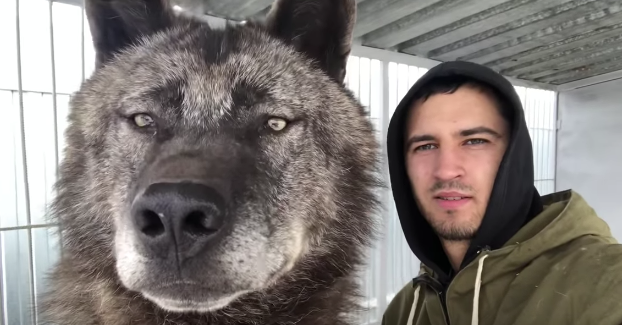VIDEO/ Njihuni me ujkun më të madh në planet
