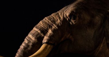 CIA dëshiron të rikthejë mamuthët