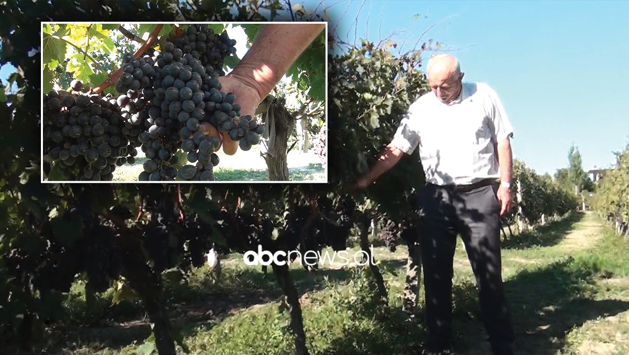 Zgjeroi vreshtin me kursimet e fëmijëve, falimenton fermeri nga Kruja: Nuk ka treg, rrushi hyn nga Maqedonia