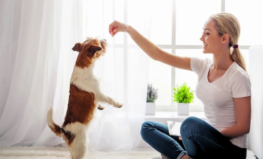 Një hap shumë i rëndësishëm: Ja pse duhet ta përkëdhelni qenin përpara se të dilni nga shtëpia