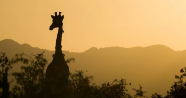 Gjirafa shkel për vdekje vajzën 16-muajshe