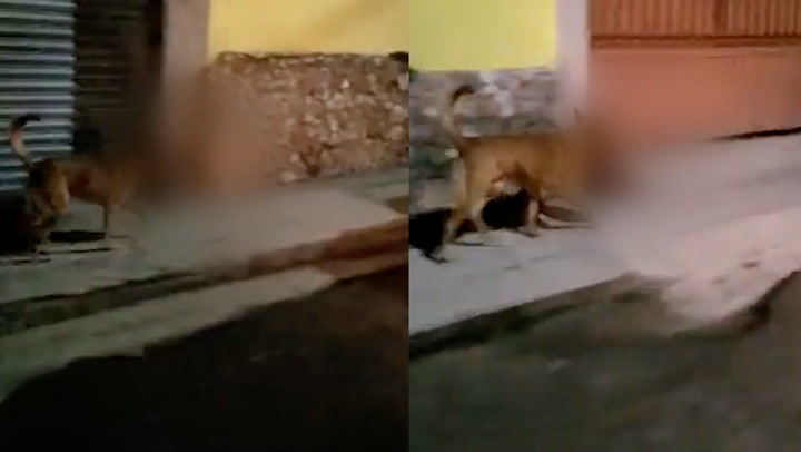 VIDEO/ Horror në Meksikë, qeni lëviz me një kokë njeriu në rrugë