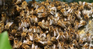 Tufa e bletëve sulmon qytetarët në panairin e librit, 32 persona të lënduar