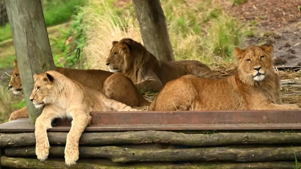“Arratisen” 5 luanë nga kopshti zoologjik