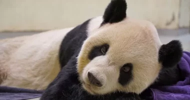 Dhuratë nga Kina, ngordh panda gjigante në Tajvan