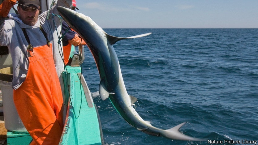Tentativa për t’i shpëtuar nga rrjetat, peshkatarët testojnë pajisjet elektronike që largojnë peshkaqenët e rajat
