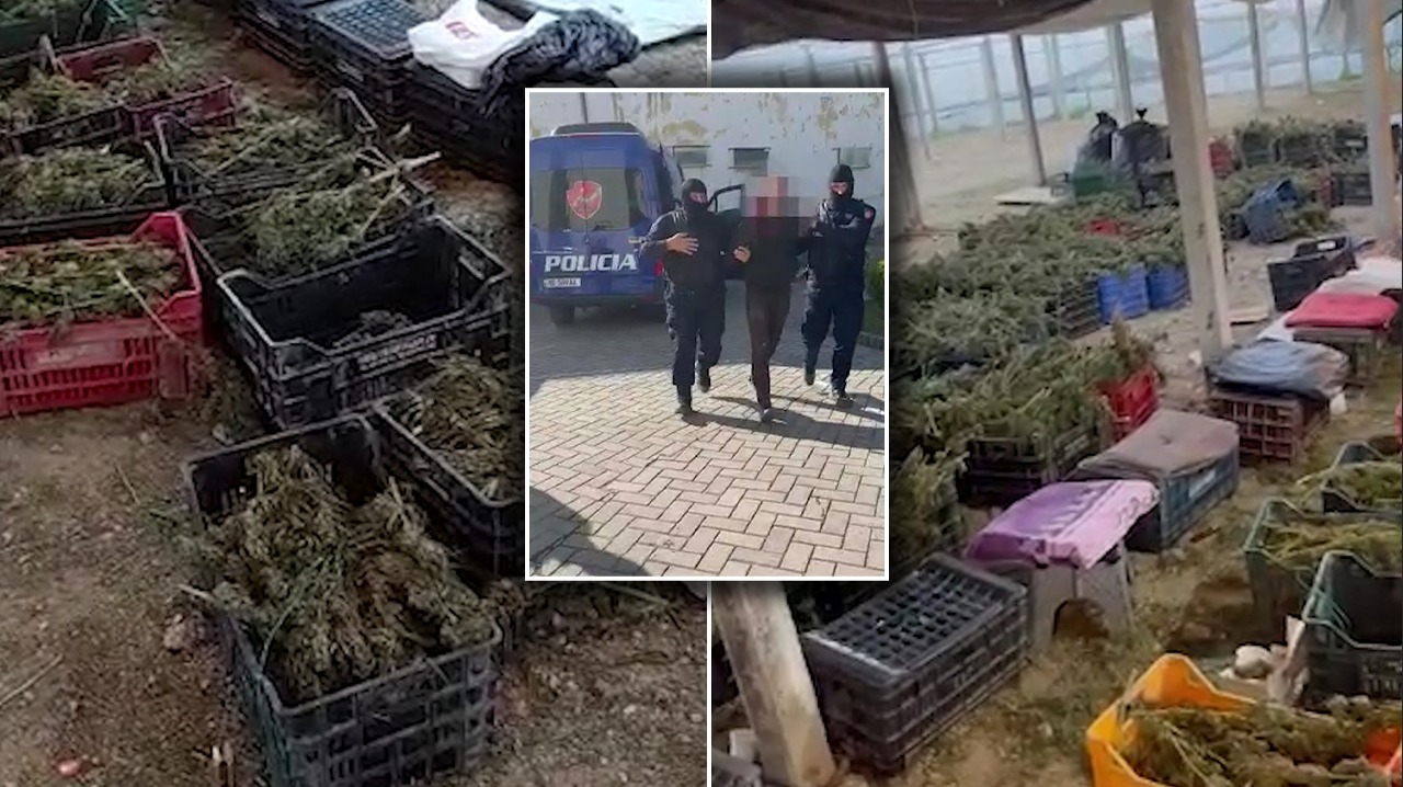870 kg bimë narkotike në një fermë kanabisi në Dimal, lihen në burg 11 të arrestuarit