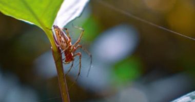 Studimi! Helmi i merimangës riparon dëmet që i shkakton zemrës një atak kardiak