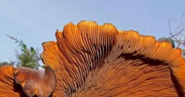 Zbulohet në një ullishte në Greqi kërpudha gjigante helmuese