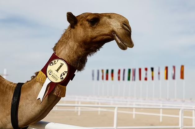 Të gjithë sytë drejt Botërorit, por harrojeni futbollin! Katari po zhvillon konkursin e bukurisë së devesë