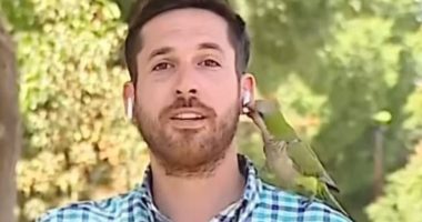 VIDEO/ Papagalli i vjedh kufjet gazetarit në transmetim direkt