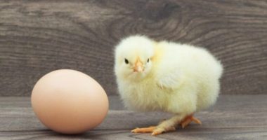 Veza pulën apo pula vezën? Shkencëtarët i japin fund dilemës