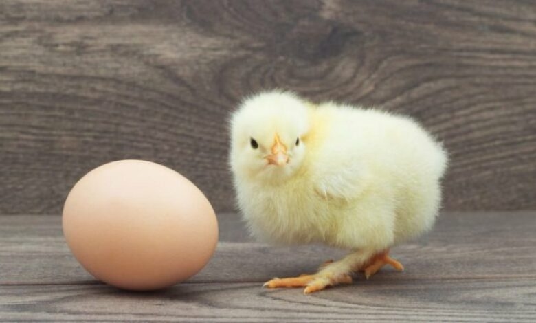 Veza pulën apo pula vezën? Shkencëtarët i japin fund dilemës