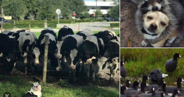 FOTO LAJM/ Kush i la qentë jashtë? Shikoni fotot më të mira të javës!