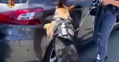 “Miell” me vlerë 3.5 milion euro, arrestohet 21-vjeçari shqiptar në Itali, mekanizmi në makinë për të fshehur drogën