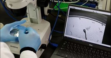 Zhvillohet testi i parë në botë, shkencëtarët përdorin krimba për të zbuluar kancerin e pankreasit