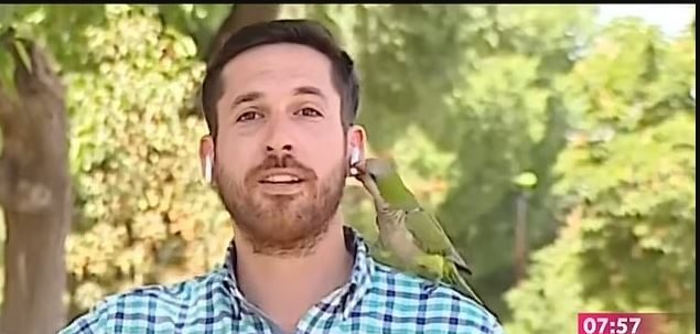 Ishte në transmetim live, gazetari ndalon raportimin pasi papagalli i merr kufjen