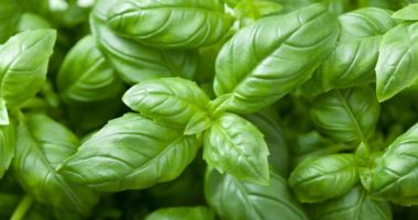 Të gjithë e keni këtë bimë në shtëpinë tuaj, por nuk e dini që ul stresin dhe presionin e gjakut