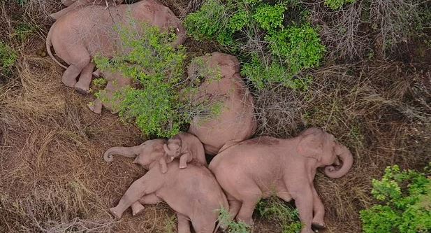 24 elefant pinë alkoolin e prodhuar nga fshatarët në Indi e futen në gjumë thellë, autoritet i zgjojnë me daulle