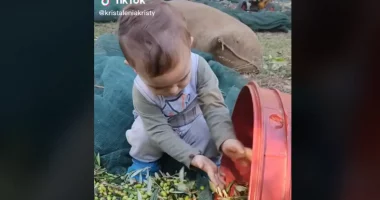 VIDEO/ 2-vjeçari që mbledh ullinj dhe mjel delet bëhet viral në rrjet