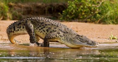 Po mblidhte vezë, burri sulmohet nga një krokodil në Australi
