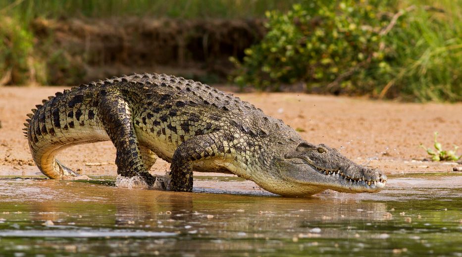 Panë tmerrin me sy, krokodili sulmoi dhe i preu kokën 8-vjeçarit para familjes së tij