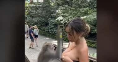 VIDEO/ Majmuni tenton t’i heqë bluzën modeles, e qëllon me shuplakë kur 28-vjeçarja e ndalon