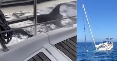 VIDEO/ Balenat “vrasëse” shkatërrojnë varkën me vela, ekuipazhi i tmerruar shpëton për mrekulli