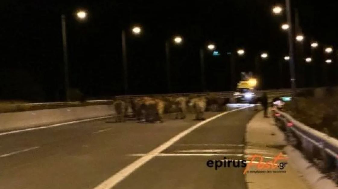 Lopët “pushtojnë” autostradën më të madhe në Greqi