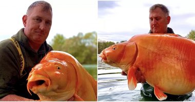 Gjigandi i artë, peshkatari kap peshkun e rrallë, mund të thyejë rekordin botëror