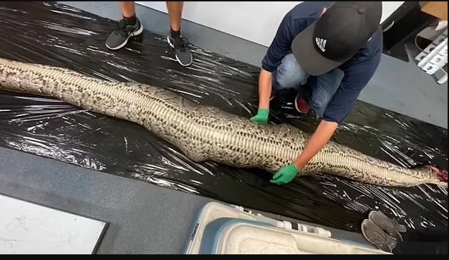 VIDEO/ Shkencëtarët nxjerrin aligatorin nga barku i një pitoni 5 metra të gjatë
