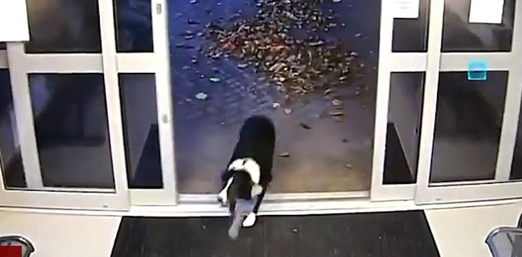 VIDEO/ Kishte humbur prej disa ditësh, qeni shkon vetë në stacionin e policisë
