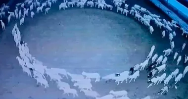 Fundi i botës? Zbulohet misteri i deleve që qarkulluan në formë rrethore për 12 ditë rresht