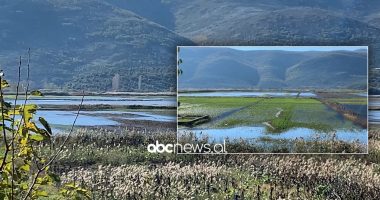 Torovica ende nën ujë, dëme të mëdha në të mbjella, fermerët: E humbëm grurin dhe jonxhën