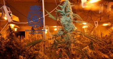 “Plantacioni më i madh i parë ndonjëherë në qytet”, shkatërrohet parcela e kanabisit në Spanjë, pranga “Lelit” nga Shqipëria