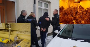 Policia britanike bastisje për të gjetur “shtëpi bari”, bandat shqiptare e mbulojnë erën e kanabisit me temjan