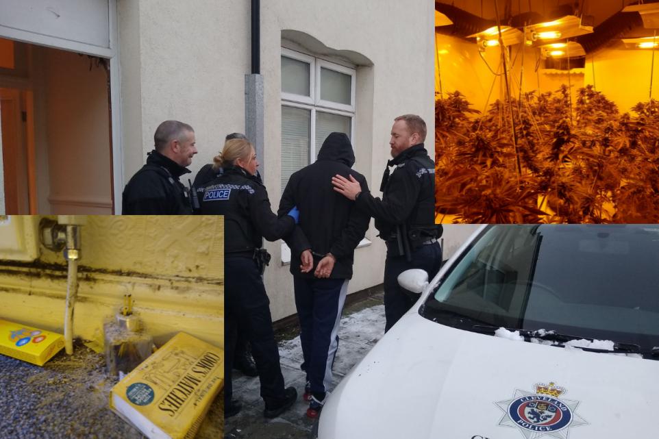 Policia britanike bastisje për të gjetur “shtëpi bari”, bandat shqiptare e mbulojnë erën e kanabisit me temjan