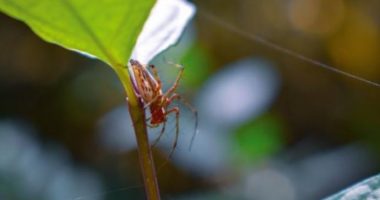 Helmi i merimangës riparon dëmet që i shkakton zemrës një atak kardiak