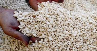 Sekuestrohet 1 ton drogë sintetike mes hurmave të Arabisë