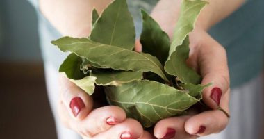 Pse duhet të mbani gjithmonë gjete dafine në portofol