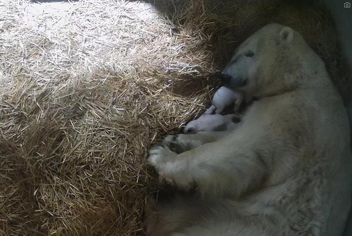 Si rrallëherë, ariu polar sjell në jetë binjakë