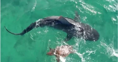 VIDEO/ Breshka “lufton” me peshkaqenin dhe i shpëton sulmit