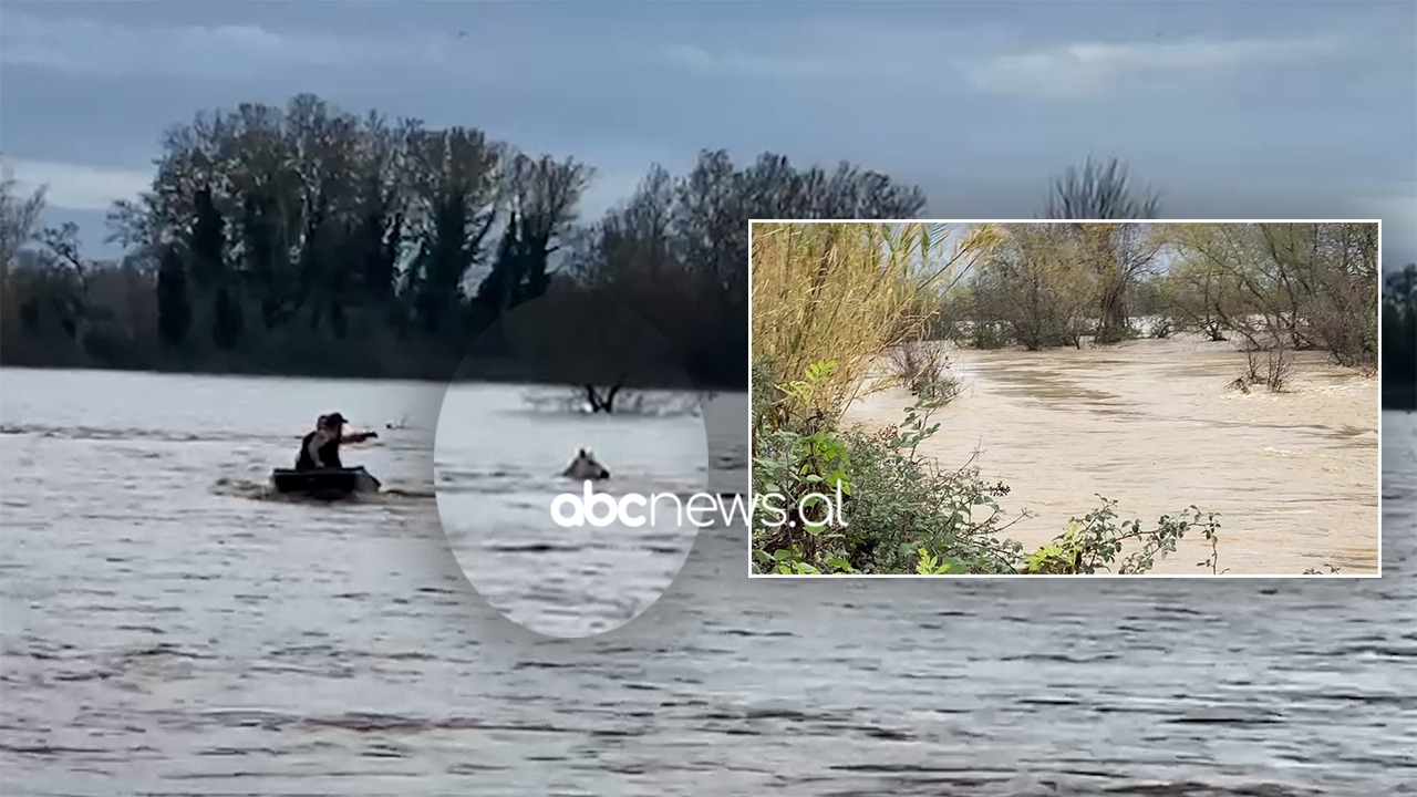 VIDEO/ Mbi 600 ha tokë e përmbytur në Lezhë, prurjet e lumit Mat bllokojnë kalin në mes të ujit