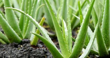 E quajnë “mbretëresha” e shëndetit, pse duhet ta mbani aloe verën në shtëpi