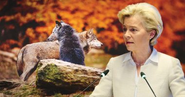 Dënohet me vdekje ujku që hëngri kalin e Von der Leyen