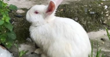 Horoskopi kinez për vitin 2023, zbuloni çfarë do t’ju sjellë viti i Lepurit për ju